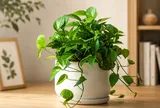 6 loại cây cảnh mini phù hợp căn hộ nhỏ: Dễ sống, đẹp mắt, lọc không khí