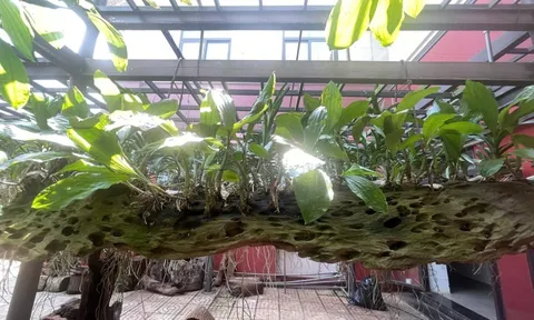 Kỳ 3: Bộ sưu tầm và bảo tồn khổng lồ về gỗ lũa