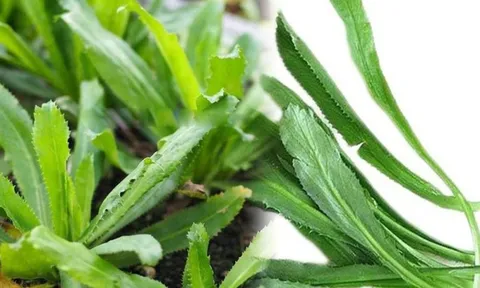 Rau răng cưa - loại rau gia vị quen thuộc với nhiều lợi ích sức khỏe ít người biết