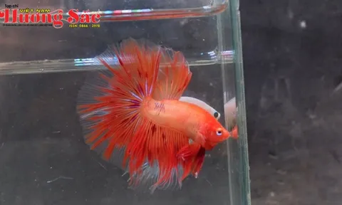 Nguyễn Ngọc Tuấn: Người theo đuổi chuẩn mực cho cá betta Việt