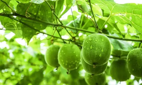 Loại quả “ngọt hơn đường” nhưng không calo và công dụng tuyệt vời với sức khỏe