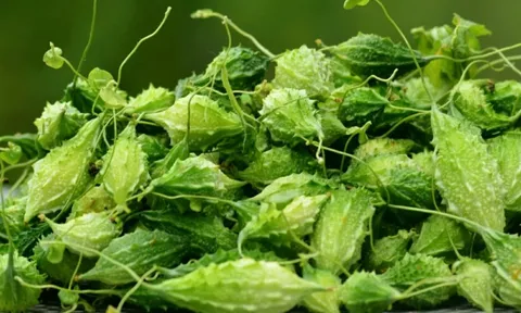 Loại quả đắng nhất chợ Việt hoá ra là "kho báu" dinh dưỡng nhiều người bỏ qua