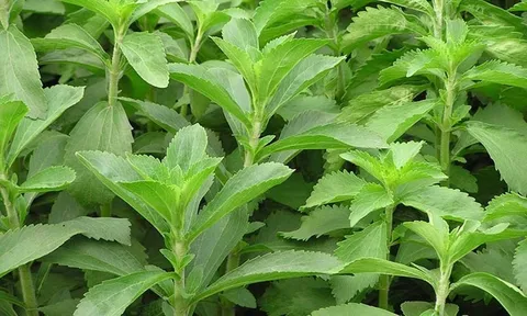 Ngọt tự nhiên không calo: Loài cây quen thuộc được ví như vị thuốc quý cho sức khỏe