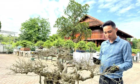 Anh Kim Văn Kiên và hành trình “lột xác” tác phẩm sanh quê cổ thụ