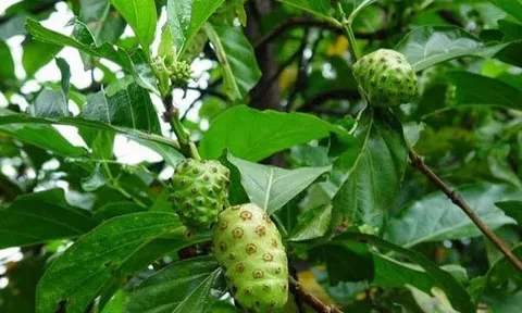 Từ món rau quê đến vị thuốc dân gian: Lá nhàu có công dụng ra sao?