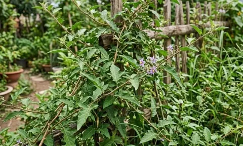 Loại lá mọc đầy vườn nhưng nhiều người bỏ qua: Đun nước uống đúng cách có thể hỗ trợ gan hoạt động khỏe hơn