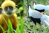 Thông tư số 27/2025/TT-BNNMT của Bộ Nông nghiệp và Môi trường: Quy định về quản lý loài nguy cấp, quý, hiếm; nuôi động vật rừng thông thường và thực thi Công ước về buôn bán quốc tế các loài động vật, thực vật hoang dã nguy cấp