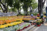 Thị trường hoa Tết: Những biến động âm thầm phía sau sắc xuân rực rỡ