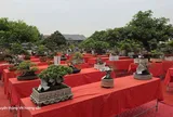 Hội Sinh vật cảnh và Làm vườn Quảng Ninh sẵn sàng cho Triển lãm, dự thi Bonsai nghệ thuật năm 2026