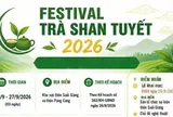 Festival Trà Shan tuyết Lào Cai năm 2026: Quảng bá giá trị chè cổ thụ gắn với văn hóa vùng cao