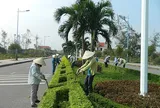 Tỉnh Quảng Nam thực hiện dự án chăm sóc hoa viên, cây xanh, thảm cỏ có trị giá hơn 2,1 tỷ đồng