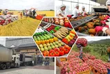 Hỗ trợ nông dân xây dựng thương hiệu, nhãn hiệu hàng hóa nông sản