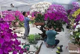 Lan ghép lũa gỗ ở Hà Tĩnh dịp Tết: Giá chục triệu vẫn bán chạy
