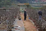 Chủ vườn đào Lạng Sơn chia sẻ cách chọn đào đẹp, tránh mua nhầm cây “nuôi nụ”