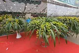 Vĩnh Long: Hoa, cây cảnh do người dân sản xuất không cần giấy xác nhận nguồn gốc