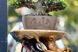 Vinh danh nghệ nhân Bonsai tại Hội Hoa Xuân TP.HCM - 2026