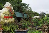 Làng đào Nhật Tân bước vào mùa chăm sóc quan trọng nhất trong năm