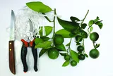 Nghệ thuật ghép cây cảnh: Kỹ thuật ghép cành "đánh lừa" cây chủ