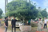 Hà Tĩnh: Khám phá vườn bonsai tùng La Hán bạc tỷ giữa phố