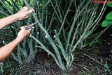 Hướng dẫn kỹ thuật giâm cành hiệu quả, tỷ lệ sống cao