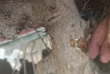 Nghệ nhân và chuyên gia lên tiếng về kỹ thuật chăm sóc cây lên đá sau vụ việc cây cảnh bị chết