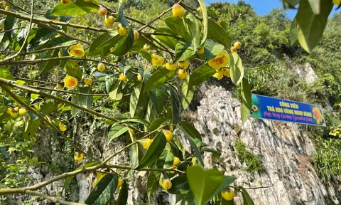 Công viên ở Ninh Bình lưu giữ hơn 35 loài trà hoa vàng quý hiếm