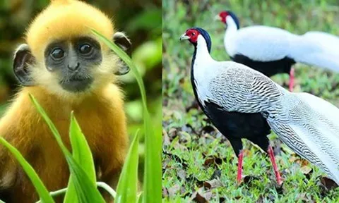 Thông tư số 27/2025/TT-BNNMT của Bộ Nông nghiệp và Môi trường: Quy định về quản lý loài nguy cấp, quý, hiếm; nuôi động vật rừng thông thường và thực thi Công ước về buôn bán quốc tế các loài động vật, thực vật hoang dã nguy cấp