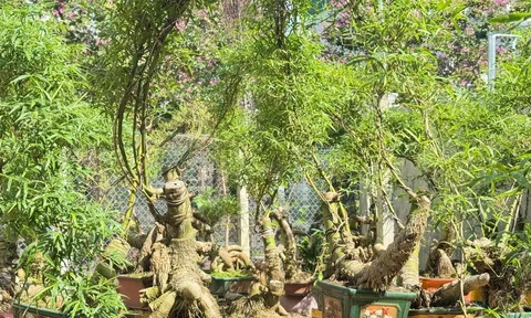 Hô biến những gốc tre xù xì thành “siêu phẩm” bonsai tiền triệu