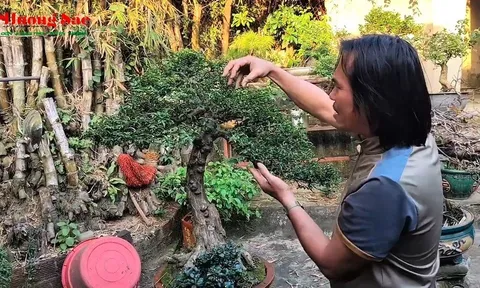 Chia sẻ về cây sam núi trái với Giám đốc Bảo tàng tỉnh Quảng Ngãi