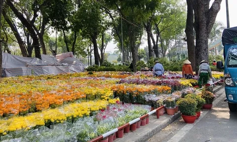 Thị trường hoa Tết: Những biến động âm thầm phía sau sắc xuân rực rỡ