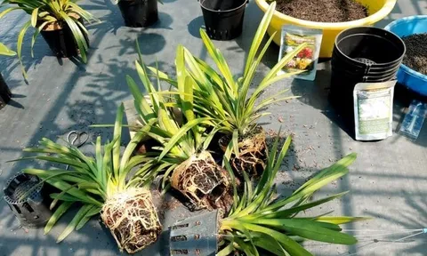 Hướng dẫn chăm sóc Lan kiếm lá cứng – vẻ đẹp mộc mạc từ núi rừng
