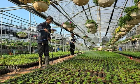 Hưng Yên: Hoa Tết tại làng hoa Xuân Quan bán sớm, giá tăng 10–15%