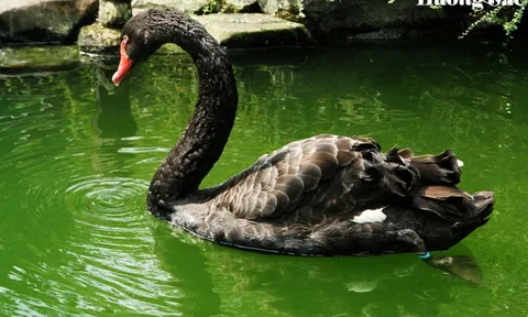 Thiên nga đen – Điểm nhấn sinh thái cho các khu du lịch và hồ điều hòa