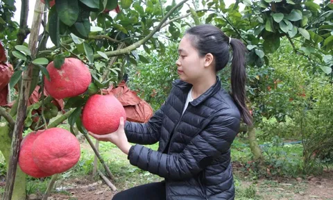 Bắc Ninh: Quả vỏ đỏ được chuộng bày Tết vì sắc màu phong thủy, lái buôn đặt mua trọn vườn