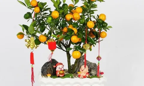 Đặt sai cây ngày Tết, tài lộc dễ trôi: Người sành phong thủy chọn cây thế nào?