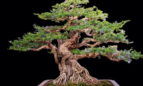 Bonsai Linh sam sông Hinh: Khúc độc hành của di sản và huyền thoại trăm năm