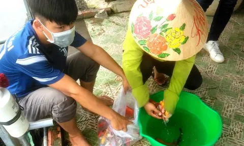TP HCM: Ao cá chờ Tết, người nuôi chờ… thương lái