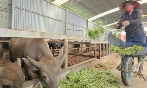 Tỉnh Phú Thọ ban hành quy chế phối hợp công tác khuyến nông