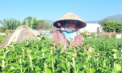 Nông dân giảm diện tích trồng hoa, kỳ vọng thị trường Tết khởi sắc