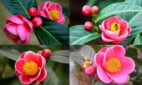 Đặt hải đường trong nhà dịp Tết: Mở vận giàu sang, cầu năm an lành