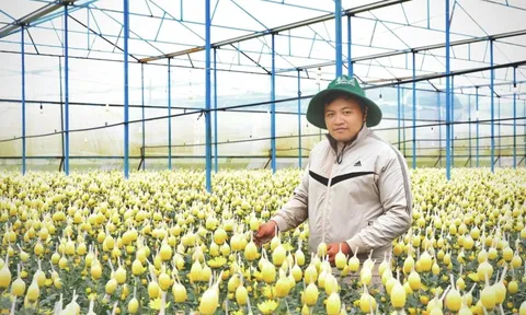 Nông dân Lâm Đồng thận trọng vụ hoa Tết