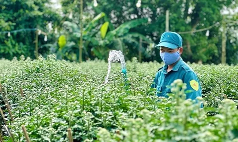 Làng hoa Nghĩa Hiệp: Cúc Tết “cháy hàng” ngay từ trong vườn