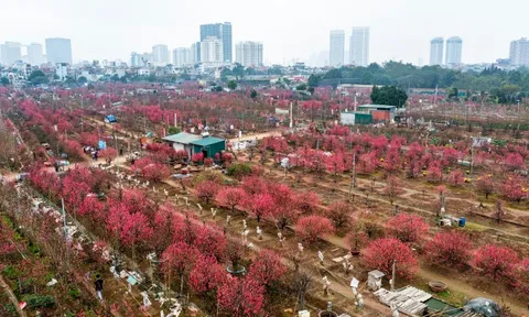 Sắc xuân ven sông Hồng tại lễ hội đào Nhật Tân, quất Tứ Liên