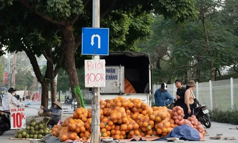 Bưởi Diễn trồng quanh Hà Nội rớt giá mạnh, bán theo bao trên vỉa hè chỉ vài nghìn đồng mỗi quả