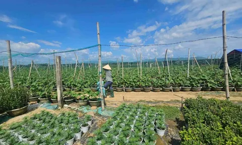 Vụ hoa Tết – nguồn thu chủ lực của làng nghề Bình Lâm ở Gia Lai