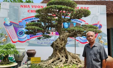 Cây cảnh và cơn sốt định giá: Điều đáng lo không phải là những giao dịch tiền tỷ