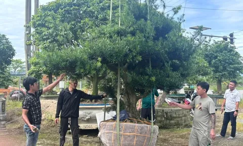 Hà Tĩnh: Khám phá vườn bonsai tùng La Hán bạc tỷ giữa phố