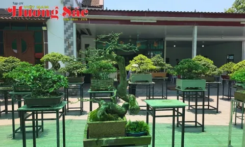 Thái Nguyên thành lập Câu lạc bộ Bonsai, ra mắt không gian kết nối người yêu cây cảnh