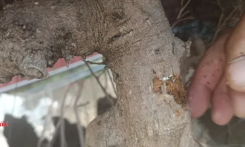 Nghệ nhân và chuyên gia lên tiếng về kỹ thuật chăm sóc cây lên đá sau vụ việc cây cảnh bị chết